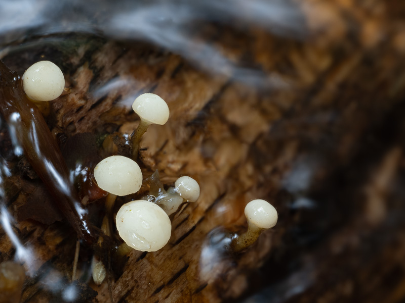Cudoniella clavus